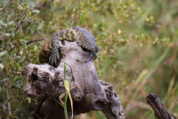 Nilwaran / Nile monitor / Varanus niloticus