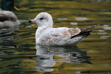 Seagull on the water