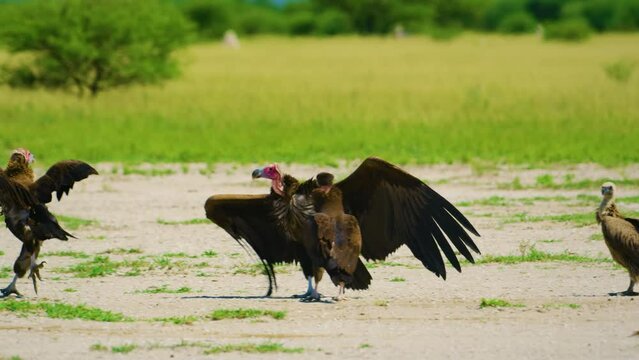 A Griffon Vulture, Gyps fulvus, Black Vulture or Cinereous Vulture (Aegypius monachus) fighting with a Red-headed Vulture (Sarcogyps calvus). 
