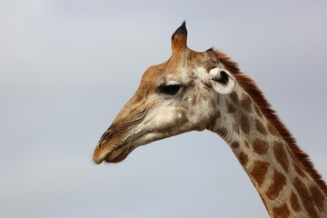 Giraffe / Giraffe / Giraffa camelopardalis