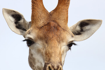 Giraffe / Giraffe / Giraffa camelopardalis