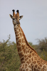 Giraffe / Giraffe / Giraffa camelopardalis