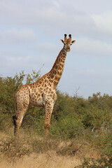 Giraffe / Giraffe / Giraffa camelopardalis