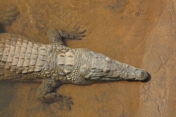 Nilkrokodil / Nile crocodile / Crocodylus niloticus