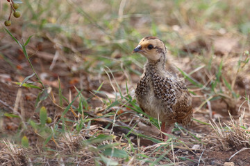Swainsonfrankolin / Swainson's francolin or Swainson's spurfowl / Francolinus swainsonii..