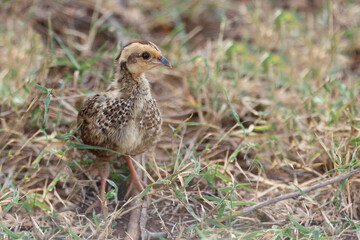 Swainsonfrankolin / Swainson's francolin or Swainson's spurfowl / Francolinus swainsonii..