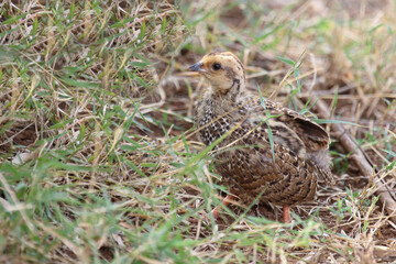 Swainsonfrankolin / Swainson's francolin or Swainson's spurfowl / Francolinus swainsonii..