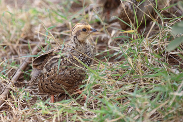 Swainsonfrankolin / Swainson's francolin or Swainson's spurfowl / Francolinus swainsonii..