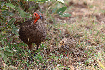 Swainsonfrankolin / Swainson's francolin or Swainson's spurfowl / Francolinus swainsonii..