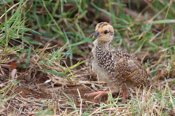 Swainsonfrankolin / Swainson's francolin or Swainson's spurfowl / Francolinus swainsonii.. © Ludwig