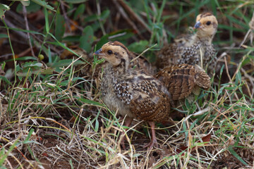 Swainsonfrankolin / Swainson's francolin or Swainson's spurfowl / Francolinus swainsonii..