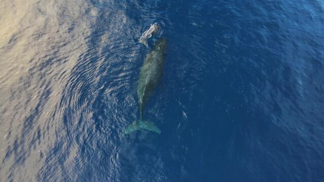 A Humpback whale calf rolls and frolics over mom with a male escort close by.