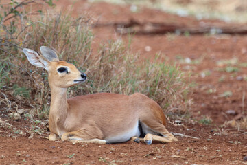 Afrikanischer Steinbock / Steenbok / Raphicerus campestris