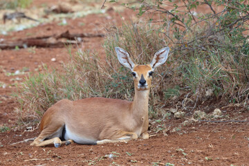 Afrikanischer Steinbock / Steenbok / Raphicerus campestris