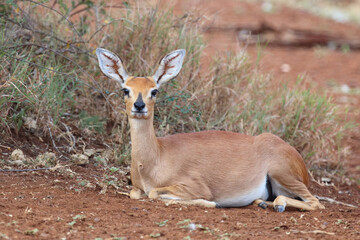 Afrikanischer Steinbock / Steenbok / Raphicerus campestris