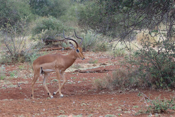 Schwarzfersenantilope / Impala / Aepyceros melampus