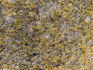 yellow lichen on stone texture close up