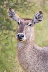 Wasserbock / Waterbuck / Kobus ellipsiprymnus