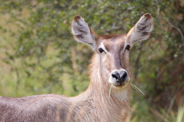 Wasserbock / Waterbuck / Kobus ellipsiprymnus