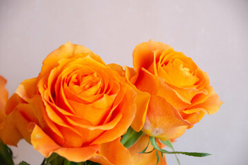 オレンジ色の薔薇