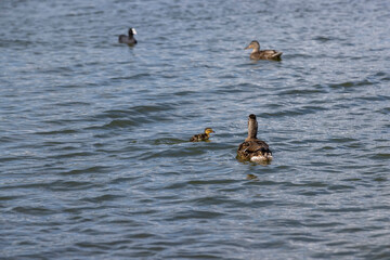 large number of ducks are fed on the lake