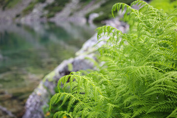 Piękne, soczyście zielone świeże wiosenne paprocie rosnące nad tatrzańskim górskim stawem....