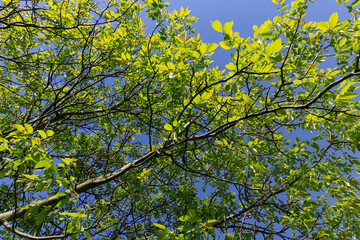 Fototapeta premium yellow-green walnut foliage in a fruit garden