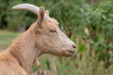 Fototapeta premium A goat grazes in the countryside. A tethered goat grazes on the lawn.