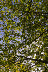 green cherry foliage in close-up against a blue sky