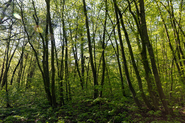 deciduous trees in the forest in the spring season
