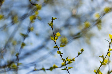 young birch with new green leaves in the spring season