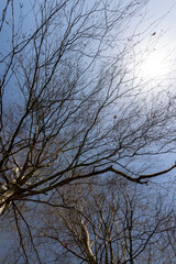 birch tree in sunny weather in early spring, birch tree