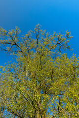deciduous trees with green foliage in the spring season