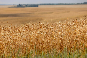 ready for harvesting dry wheat harvest