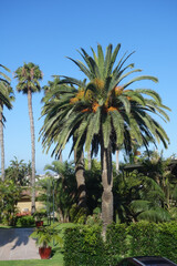 Obraz premium Kids playground under kings palms crowns and fenced by green live hedge
