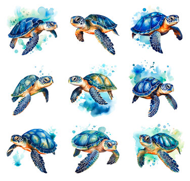 A set of detailed and vibrant images of sea turtles without background