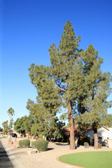 Afgan pine trees reaching into cloudless Arizona sky in a residential community of southwestern city of Phoenix