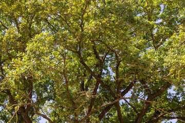 stubble of wheat and one oak with green foliage in a field