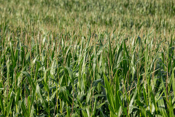 harvest corn for sale and income
