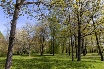 different types of trees in the park in sunny weather