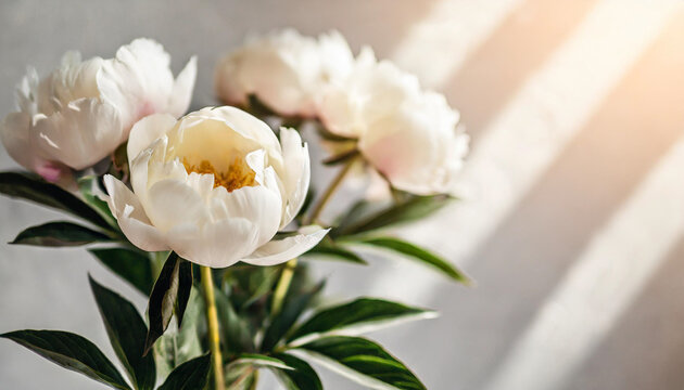 white peony rose buds on a light backdrop with delicate shadows, evoking a sense of purity and tranquility