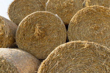 wheat straw collected in stacks after grain harvest