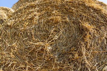 wheat straw collected in stacks after grain harvest