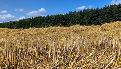golden dry stubble on wheat in the field in summer