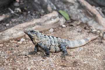 Yucatan Spiny-tailed Iguana (Cachryx defensor)