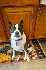Cute black and white Boston Terrie mix sitting on a mat near a wooden kitchen cabinet