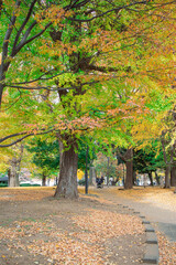 Naklejka premium 紅葉した木