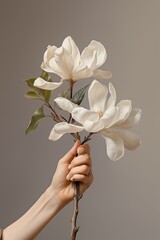 Female hand holding a Magnolia grandiflora flower. White magnolia blossom with soft petals. Spring...