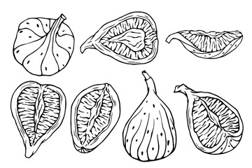 Set of doodles of figs and fruit pieces.Vector graphics.