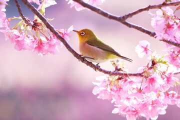 満開の桜と可愛いメジロ